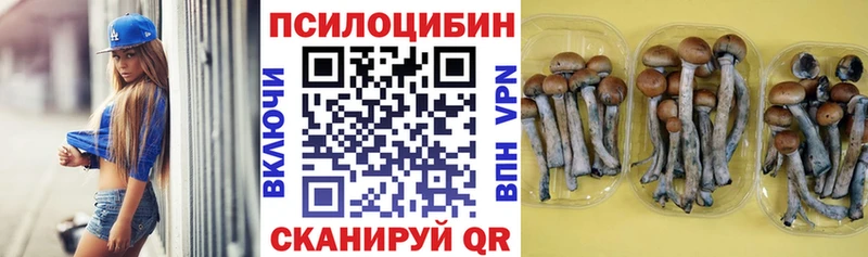 Псилоцибиновые грибы Cubensis  закладка  Горняк 